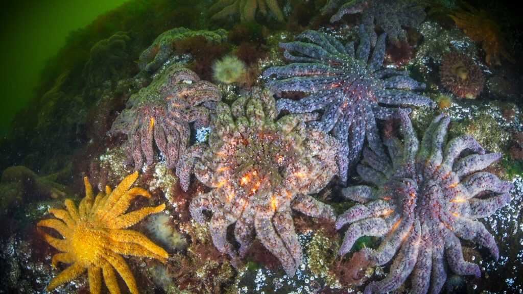 Stelle marine morbo