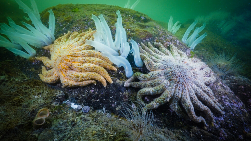 Stelle marine morbo
