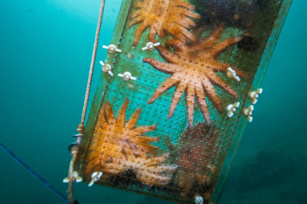 Stelle marine morbo