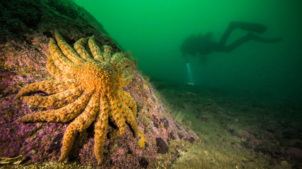 Stelle marine morbo