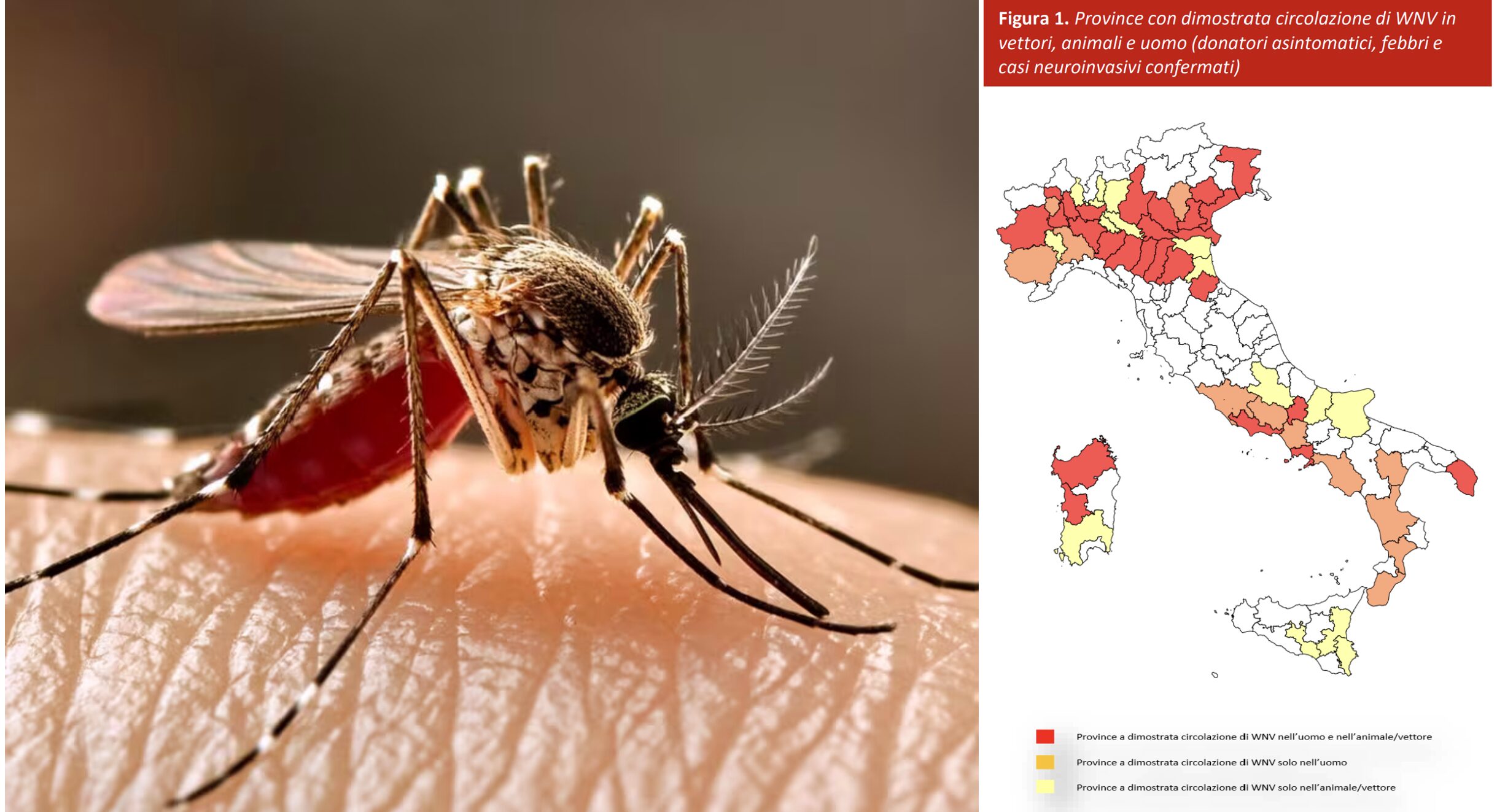 Virus West Nile: il primo caso a Messina preoccupa la Sicilia. Il contesto del contagio in Italia