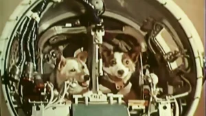 belka strelka cani spazio sputnik 19 agosto 1960