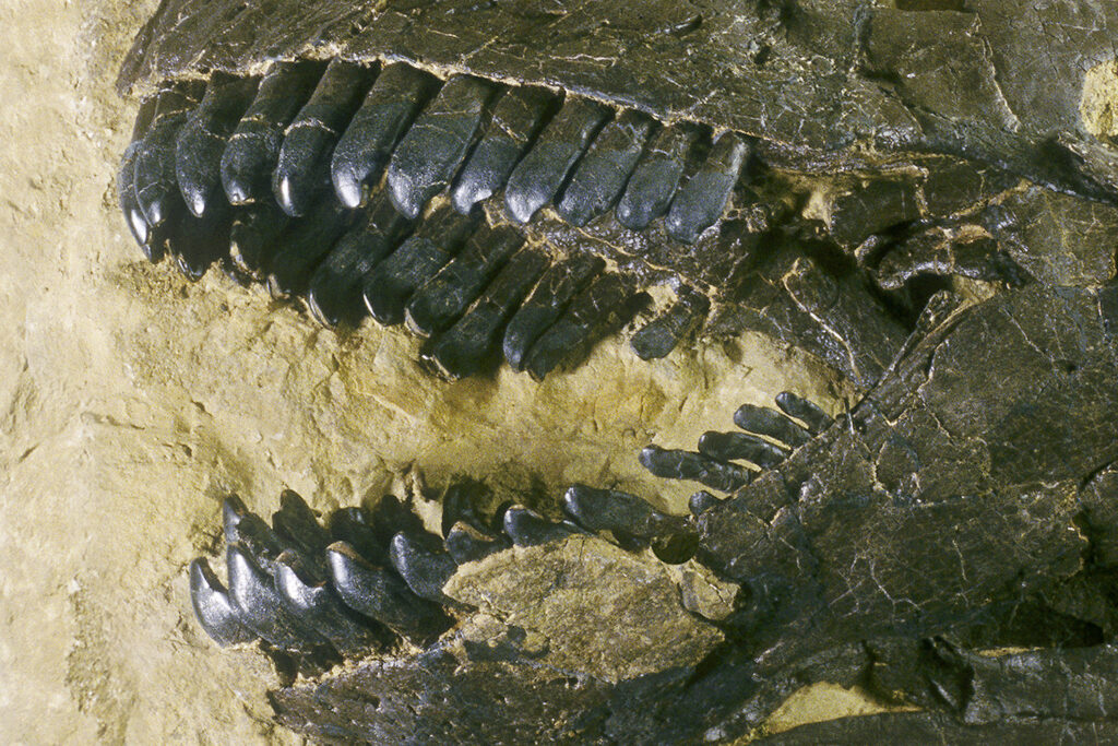 denti dinosauro