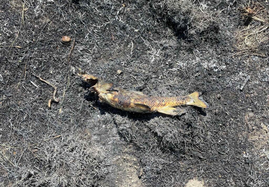 incendio ashcroft pesce blackout (8)