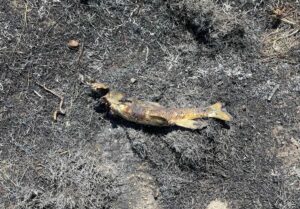 incendio ashcroft pesce blackout (8)