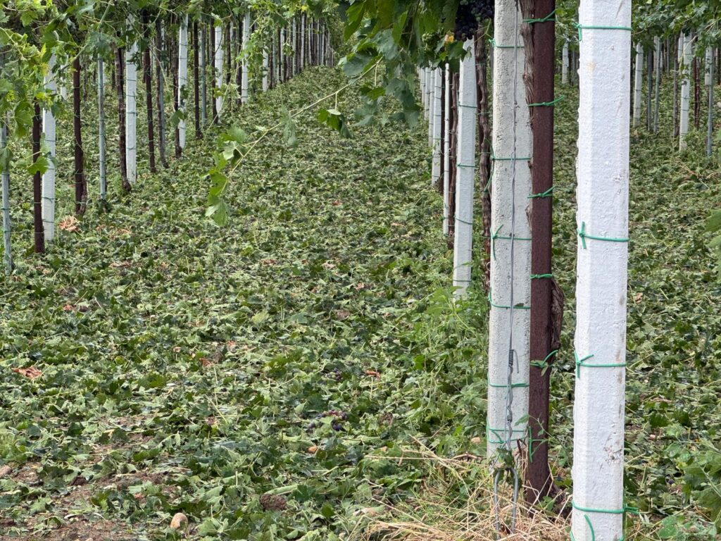 maltempo abruzzo agricoltura