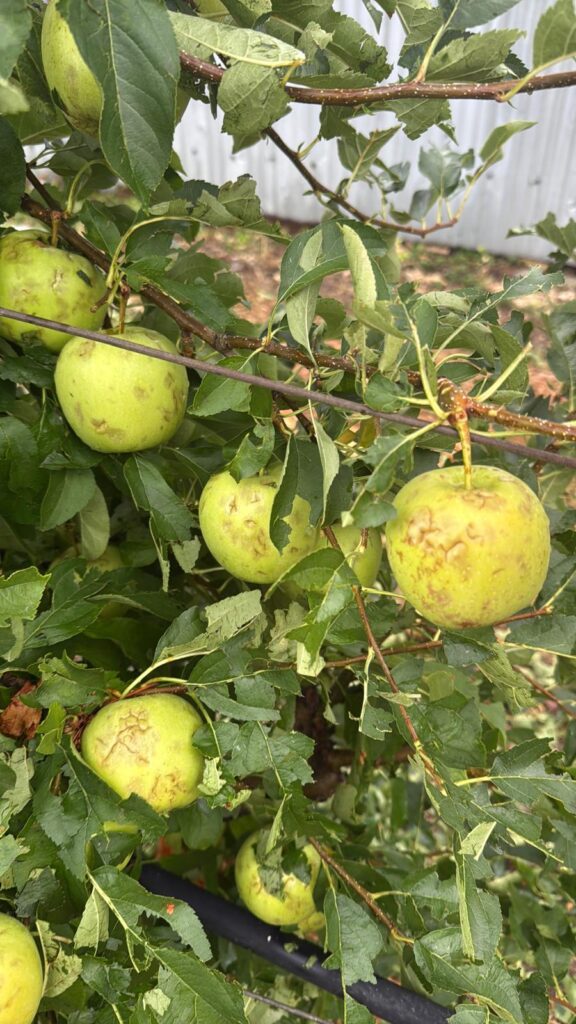 maltempo abruzzo agricoltura
