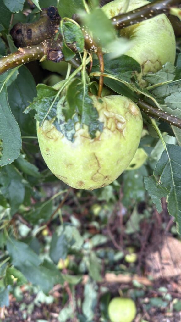 maltempo abruzzo agricoltura