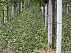 maltempo abruzzo agricoltura