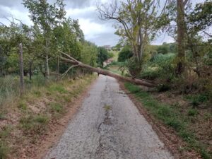 maltempo ancona marche