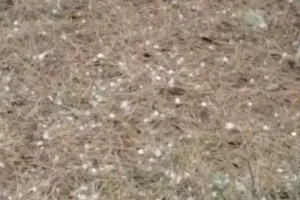 maltempo sardegna