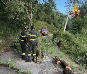 maltempo vigili fuoco albero