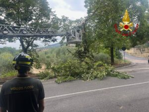 maltempo vigili fuoco albero