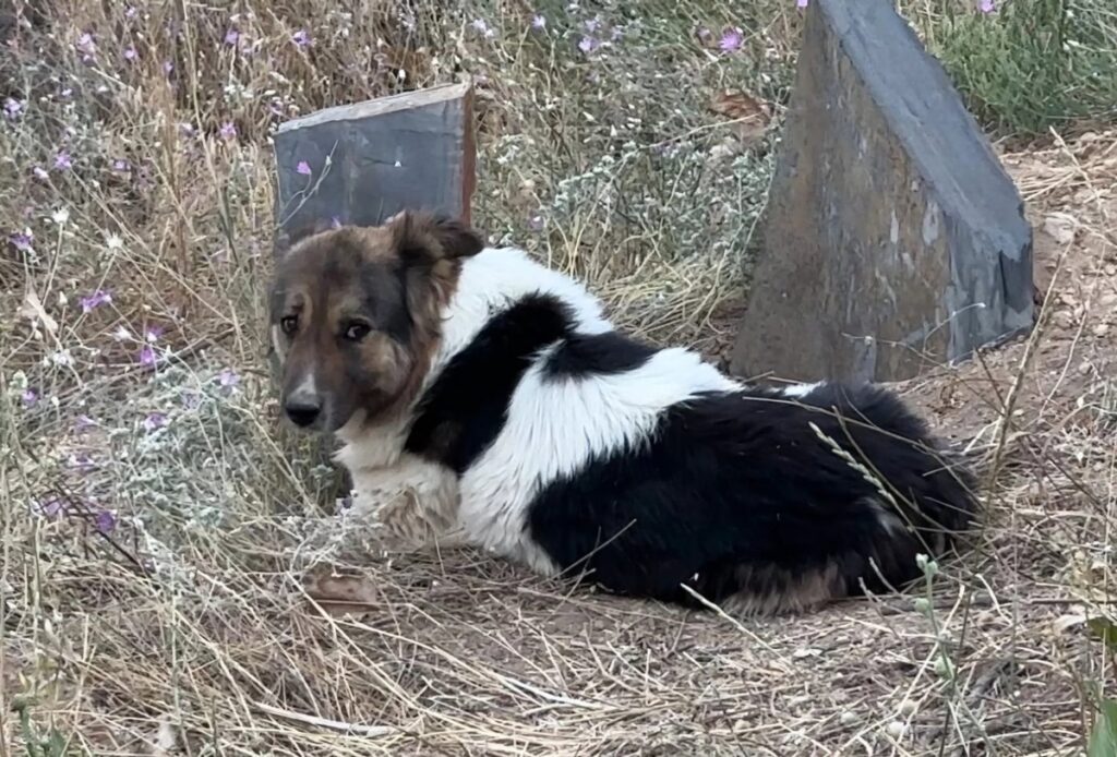 padrone muore cane veglia tomba