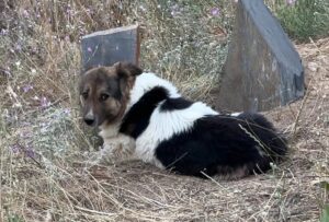padrone muore cane veglia tomba