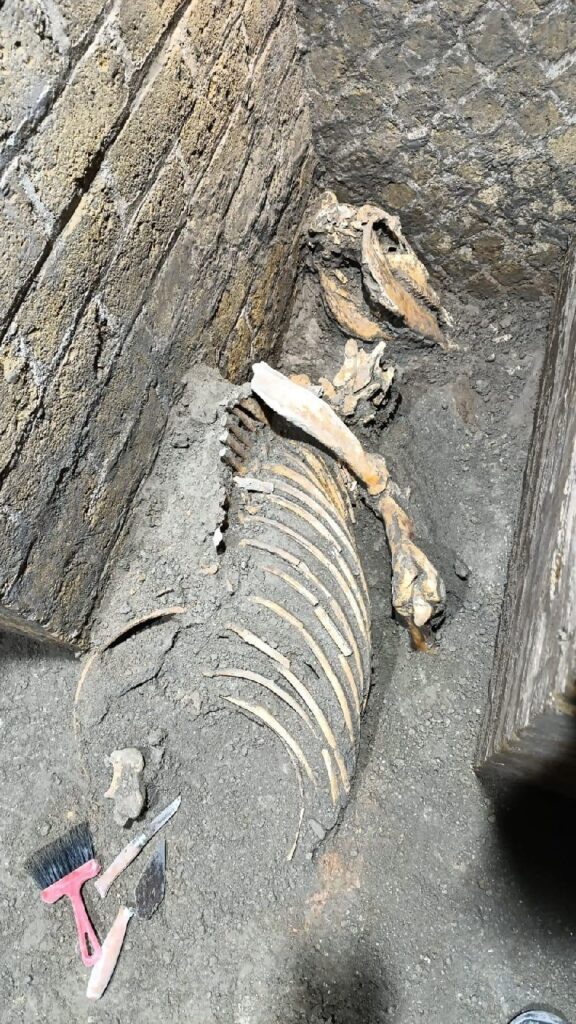 pompei rioccupata dopo 79 d.C.