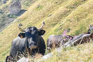 siccità alpeggi valle d'aosta
