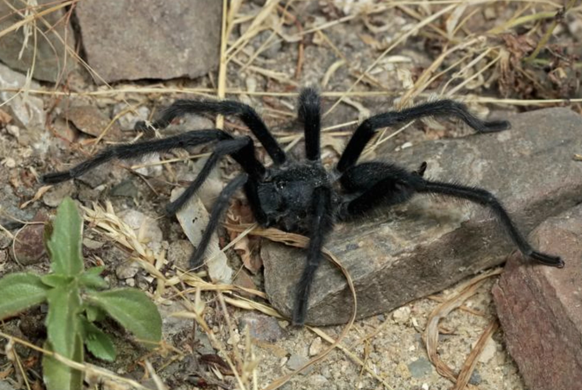 Scoperte 4 nuove specie di tarantola: maschi con genitali lunghissimi