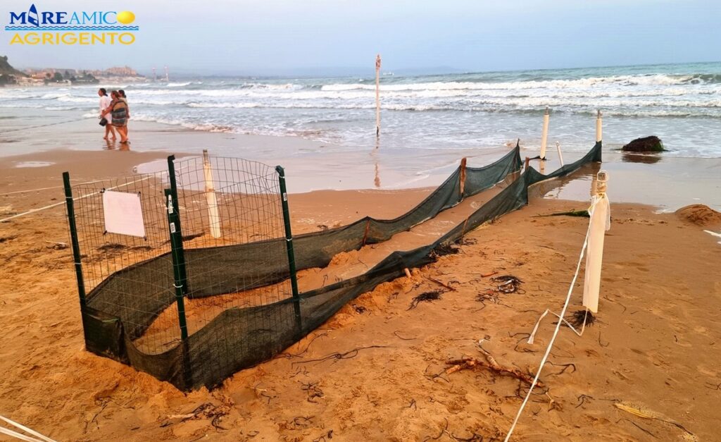 tartarughe caretta caretta agrigento