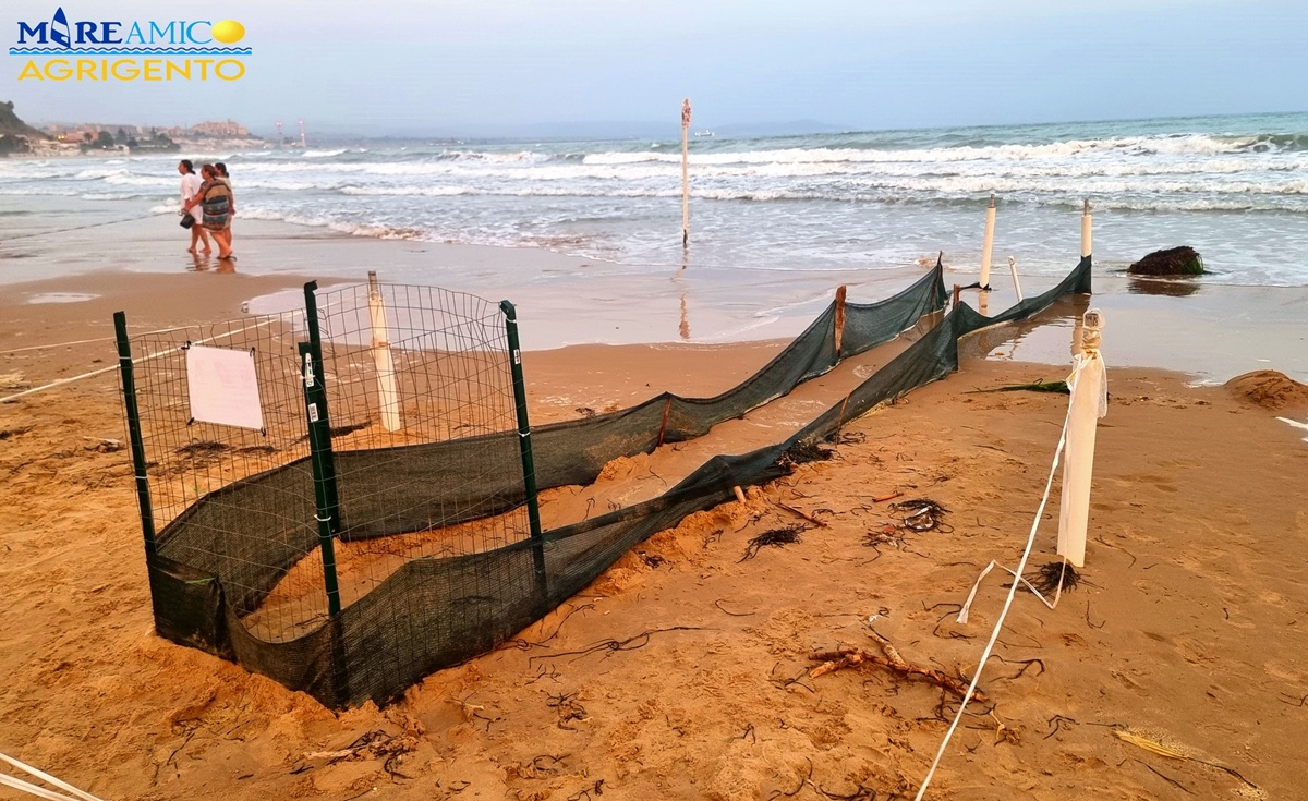 Tartaruga depone le uova in spiaggia a Realmonte: “le mareggiate hanno allagato il nido” | FOTO