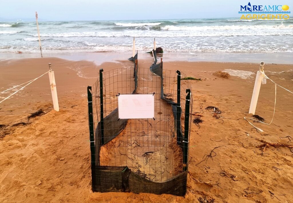 tartarughe caretta caretta agrigento