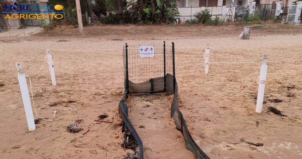 tartarughe caretta caretta agrigento