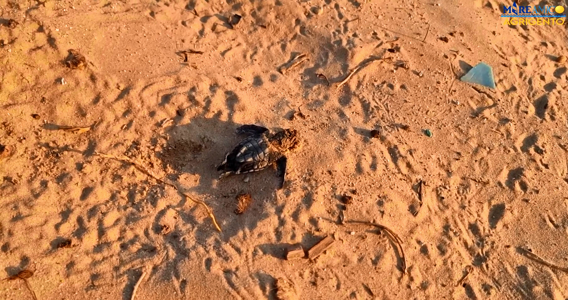 Nonostante tutto, la natura vince: tartarughe Caretta caretta sfidano i cantieri di Porto Empedocle | FOTO