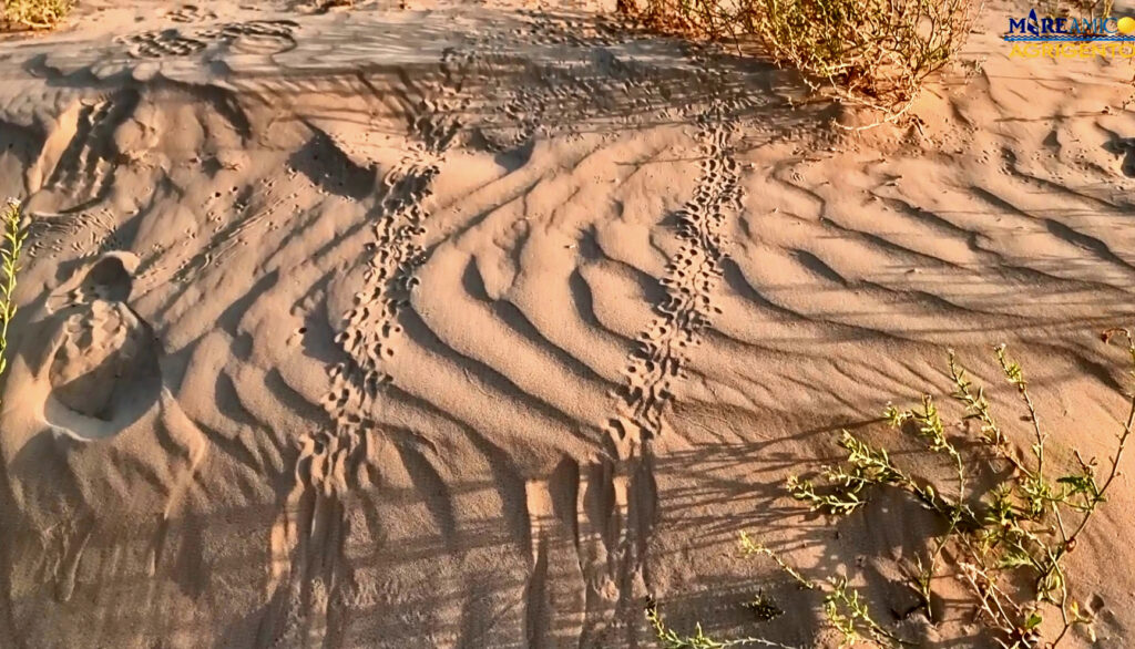 tartarughe porto empedocle (1)