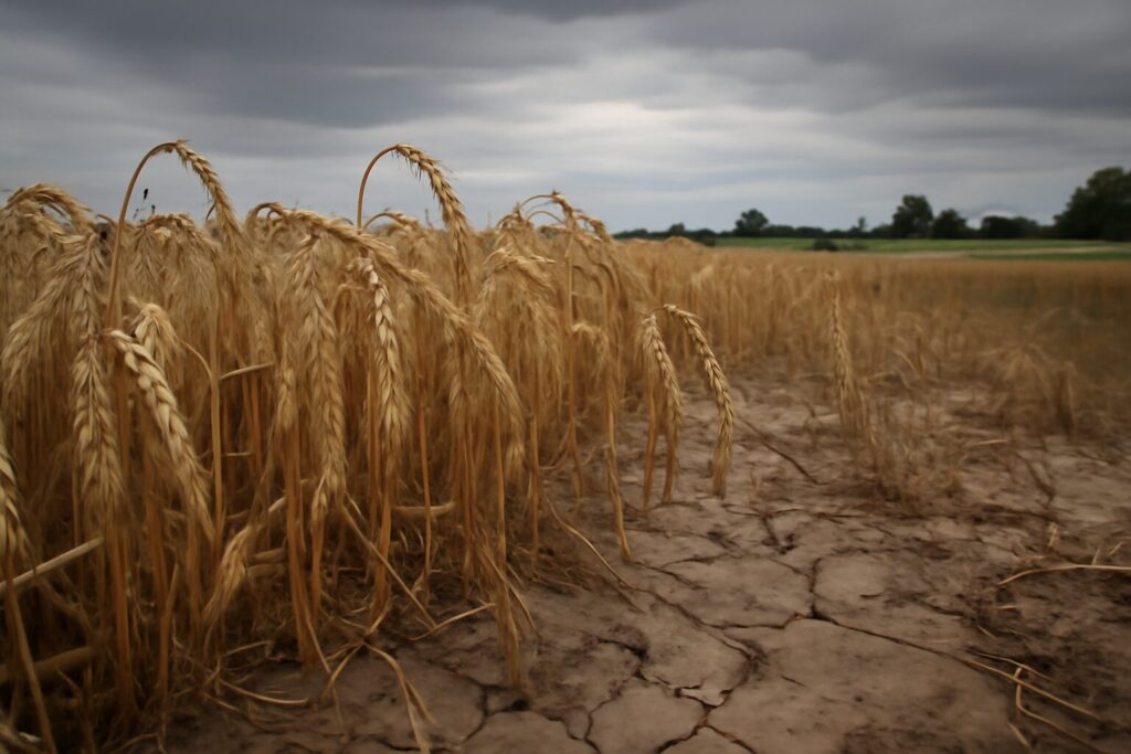 Agricoltura