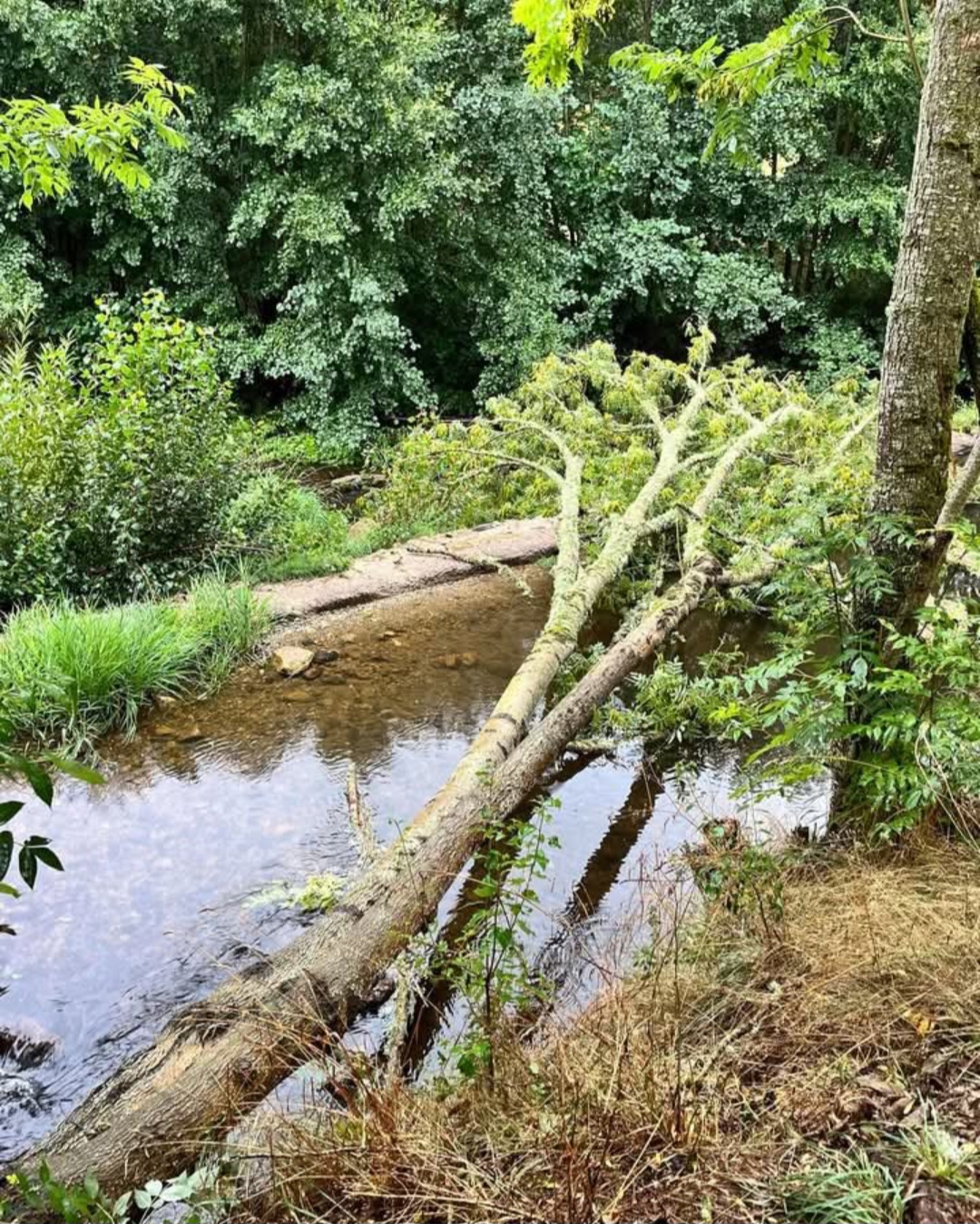 Alberi sradicati Francia 