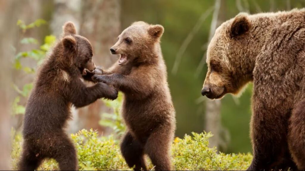 Amarena e i suoi cuccioli