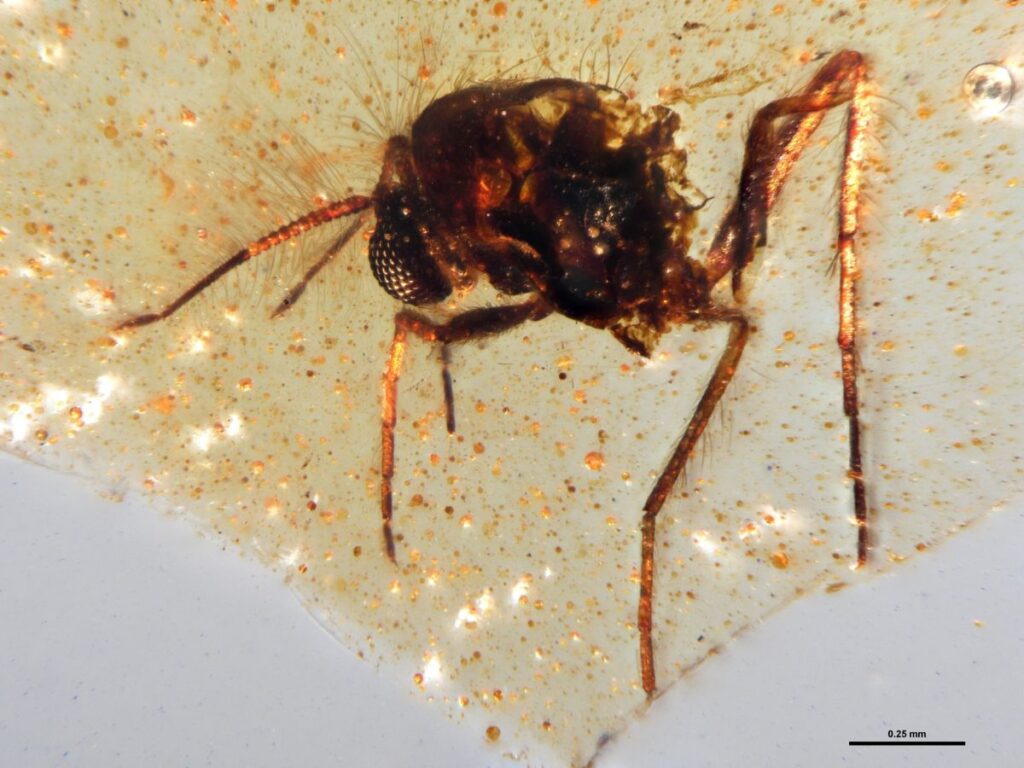 Ambre fossili