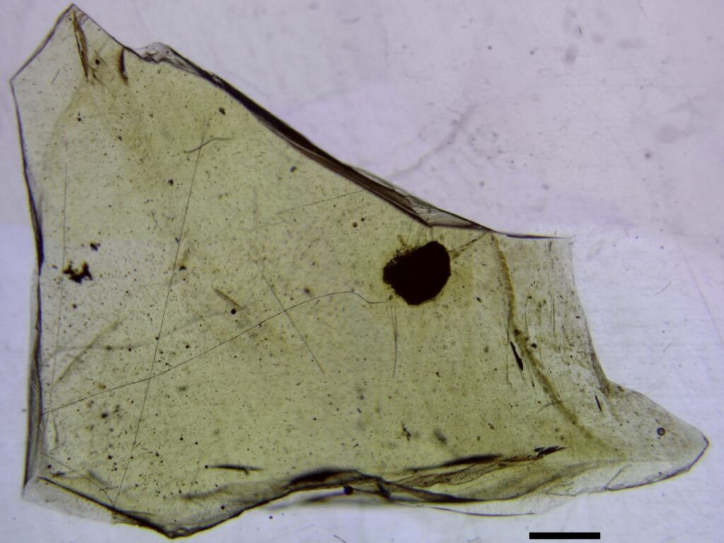 Ambre fossili