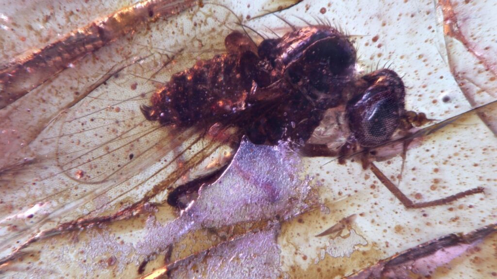 Ambre fossili