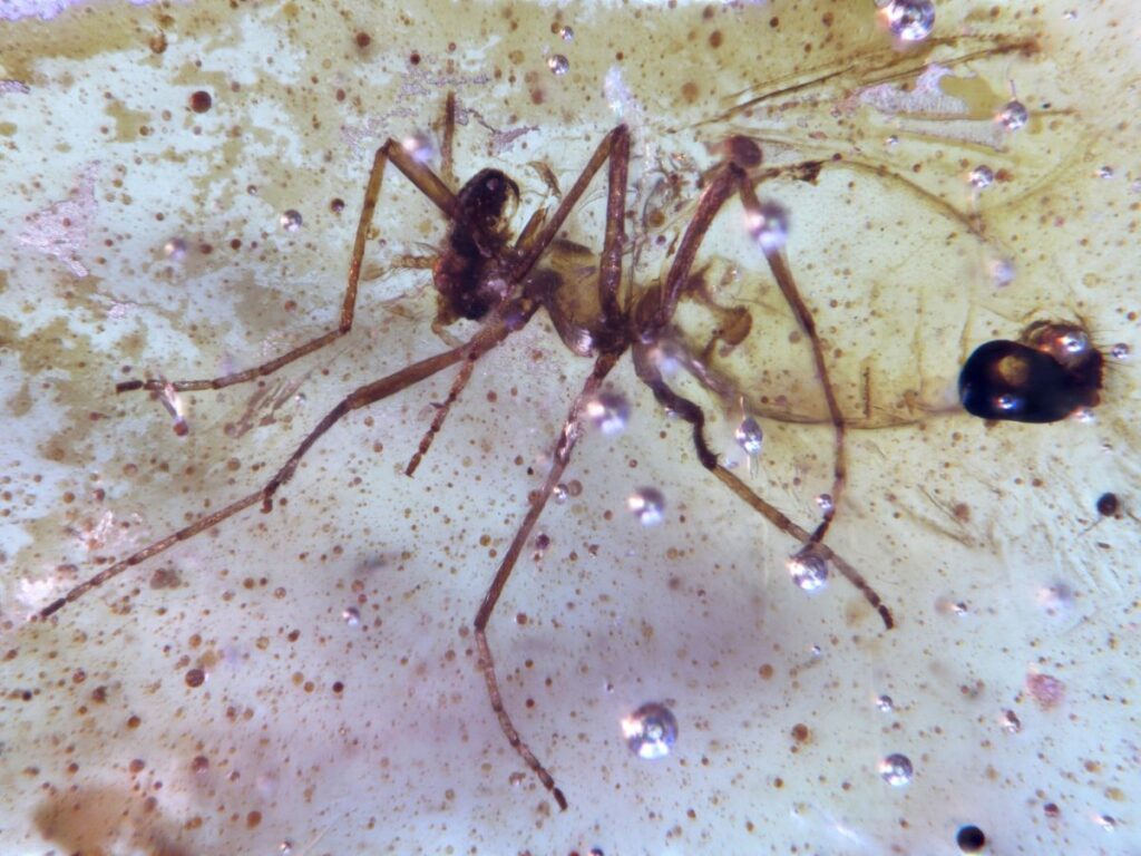 Ambre fossili