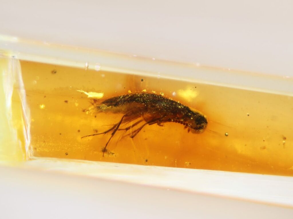 Ambre fossili