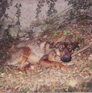 Cane ferito