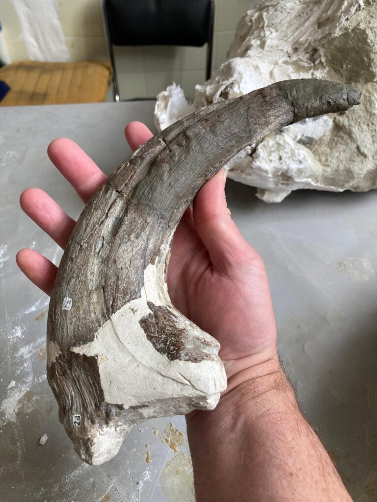 Dinosauri