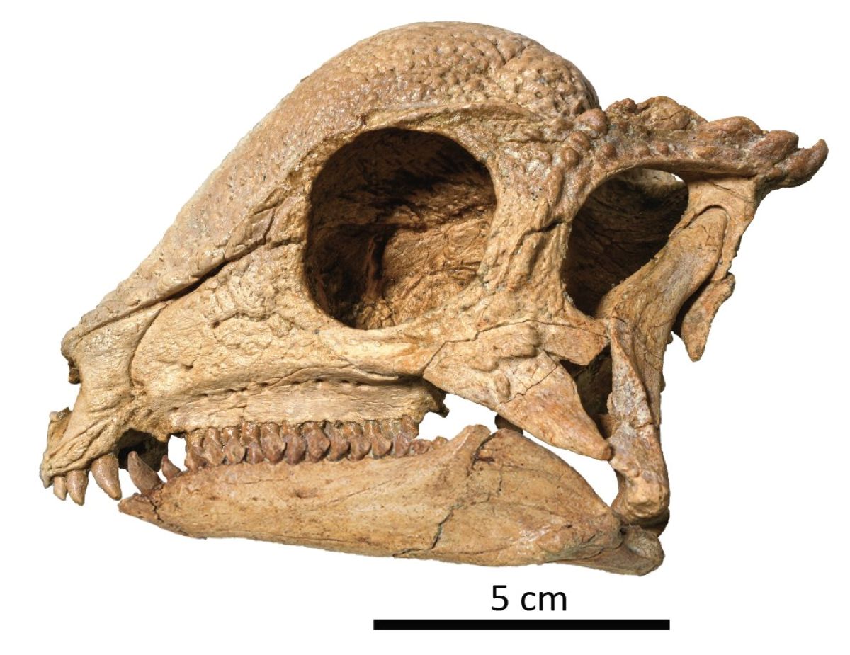 Dinosauri