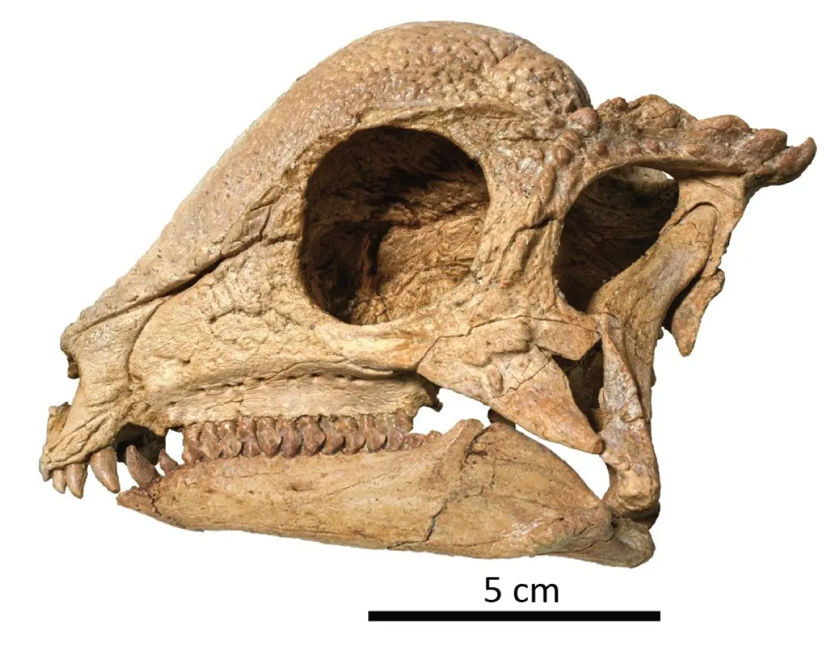 Esplorando l'Amargasaurus: un antico dinosauro dal collo lungo: la spiegazione del selvaggio