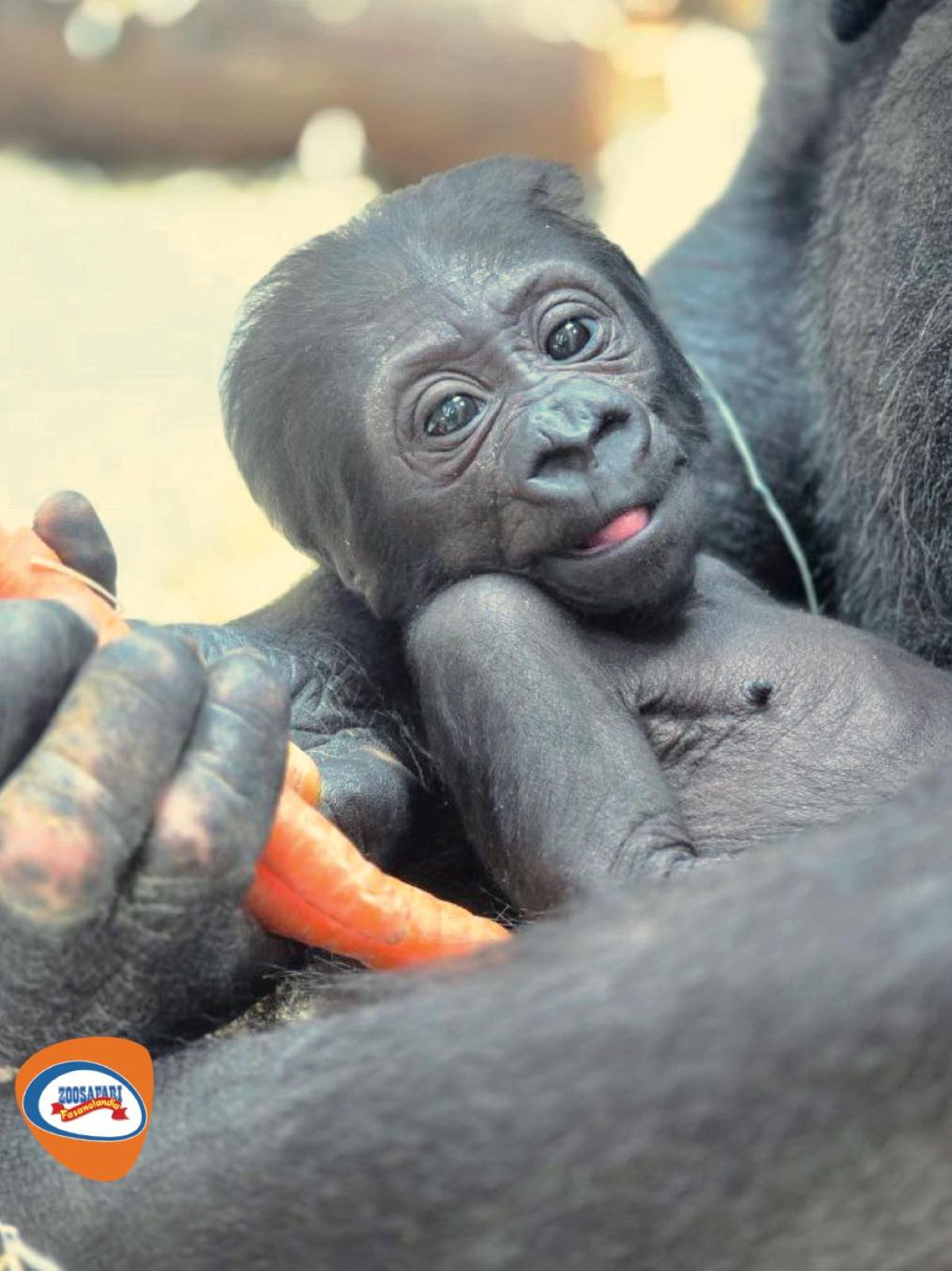 Gorilla