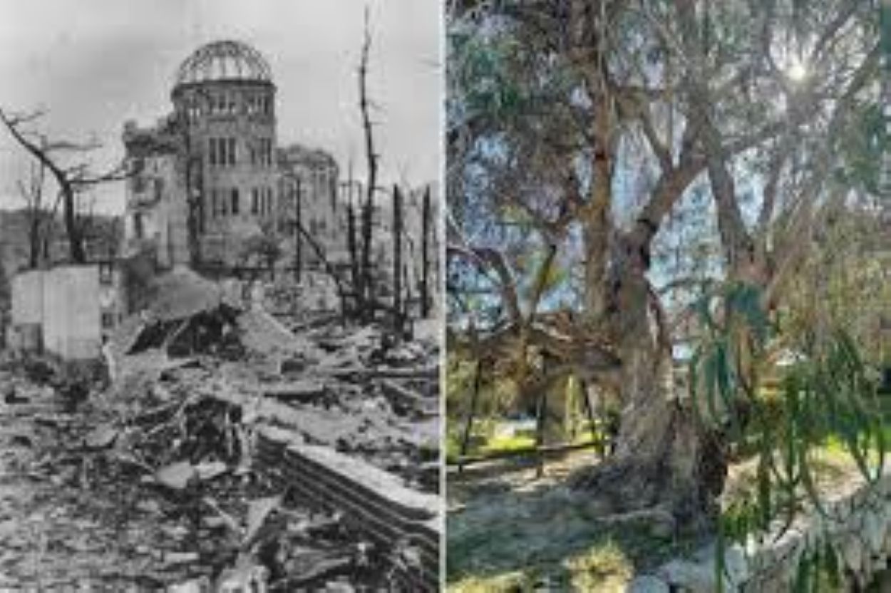 Gli alberi sopravvissuti alla bomba atomica: il miracolo degli “Hibakujumoku”