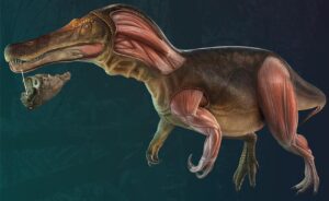 dinosauro Cariocecus bocagei