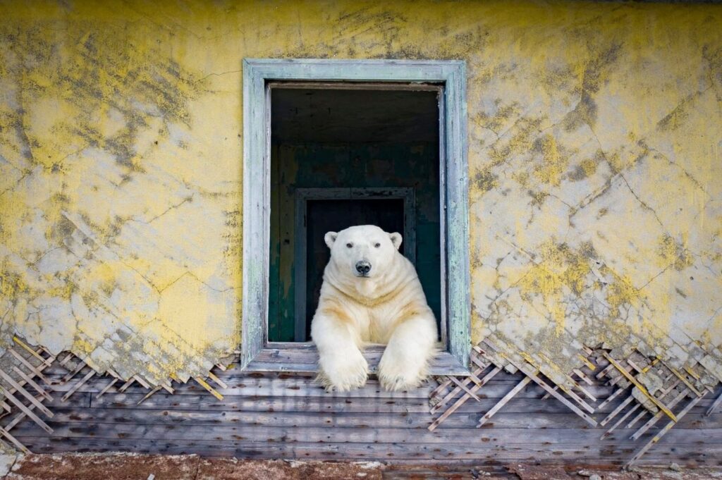 foto orso Dmitry Kokh