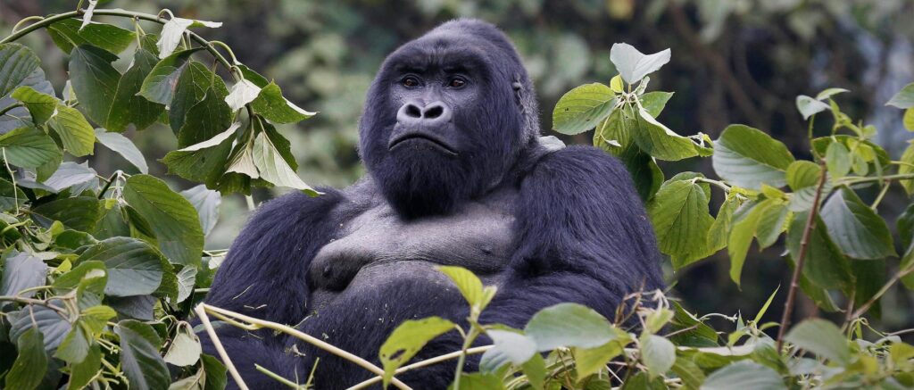 gorilla