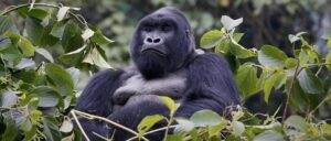 gorilla