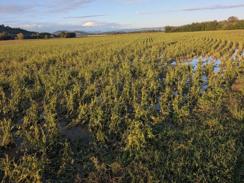 maltempo agricoltura