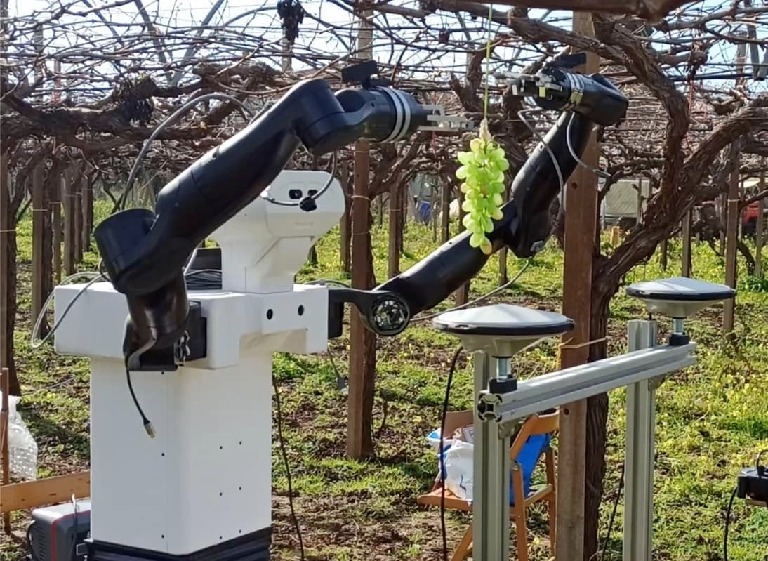 Robot-contadini iniziano a lavorare nei campi: raccolgono l’uva e potano i rami