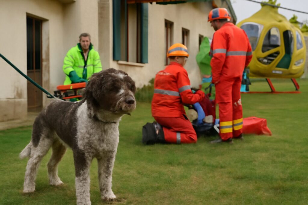 Cane bambino soccorso