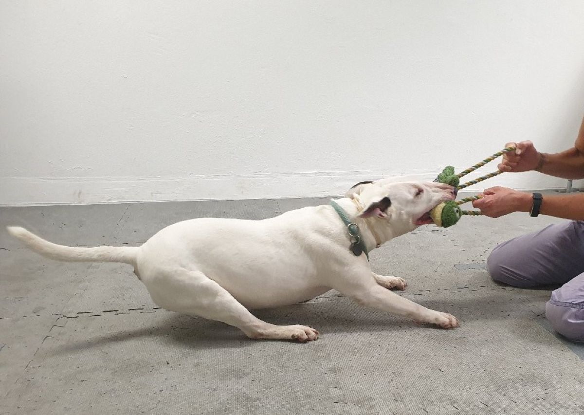 Le dipendenze comportamentali nei cani: un’analisi del gioco con i giocattoli | FOTO e VIDEO